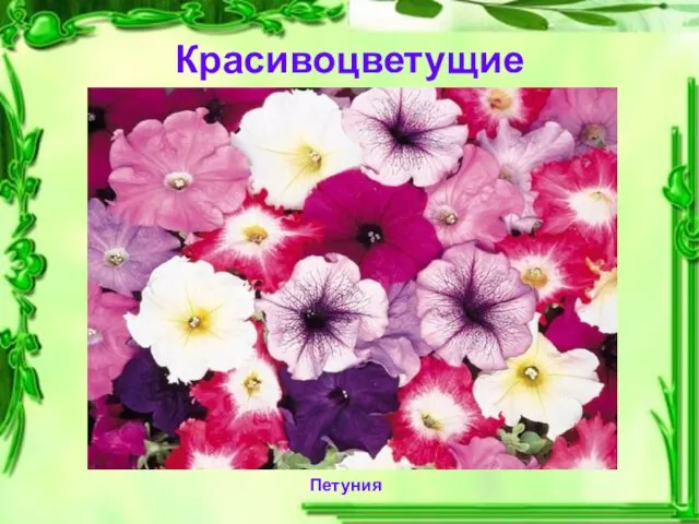 Красивоцветущие Петуния