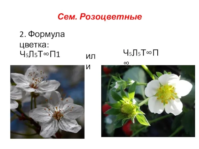 Сем. Розоцветные 2. Формула цветка: Ч5Л5Т∞П1 Ч5Л5Т∞П∞ или