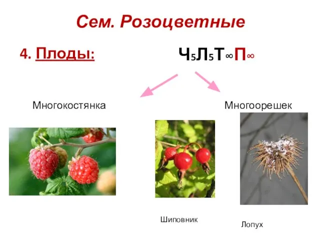 Сем. Розоцветные 4. Плоды: Многокостянка Многоорешек Ч5Л5Т∞П∞ Шиповник Лопух