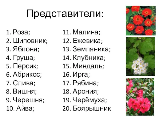 Представители: 1. Роза; 2. Шиповник; 3. Яблоня; 4. Груша; 5. Персик;