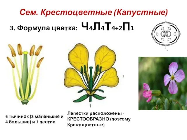 Сем. Крестоцветные (Капустные) 3. Формула цветка: Ч4Л4Т4+2П1 6 тычинок (2 маленькие