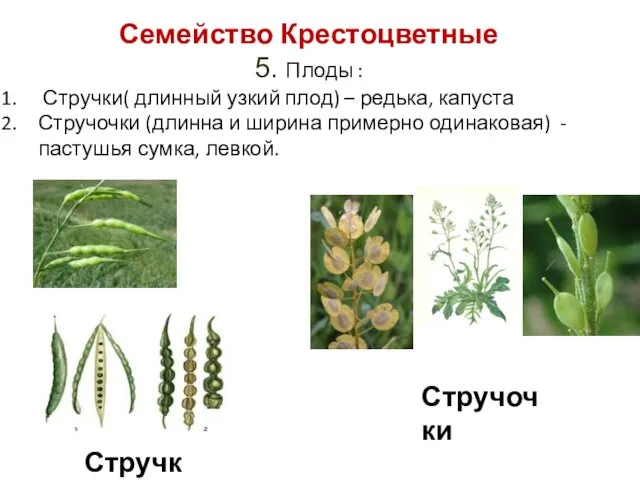 Семейство Крестоцветные 5. Плоды : Стручки( длинный узкий плод) – редька,