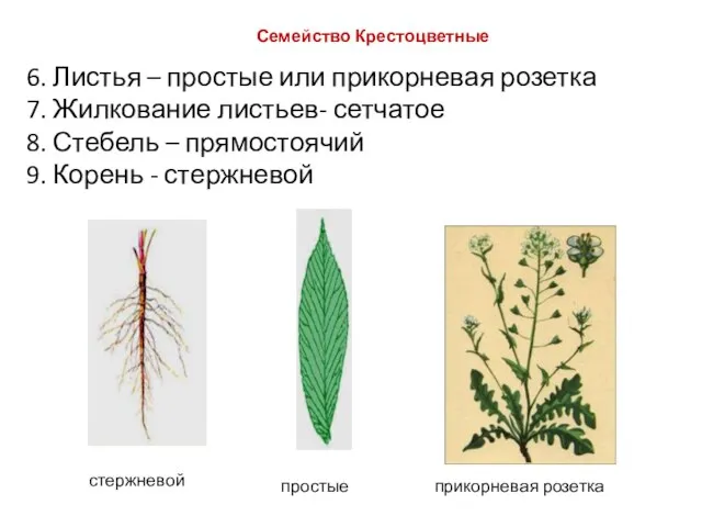 6. Листья – простые или прикорневая розетка 7. Жилкование листьев- сетчатое