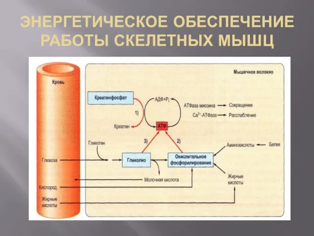 ЭНЕРГЕТИЧЕСКОЕ ОБЕСПЕЧЕНИЕ РАБОТЫ СКЕЛЕТНЫХ МЫШЦ