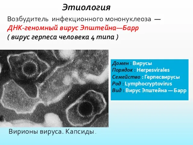 Этиология Возбудитель инфекционного мононуклеоза — ДНК-геномный вирус Эпштейна—Барр ( вирус герпеса