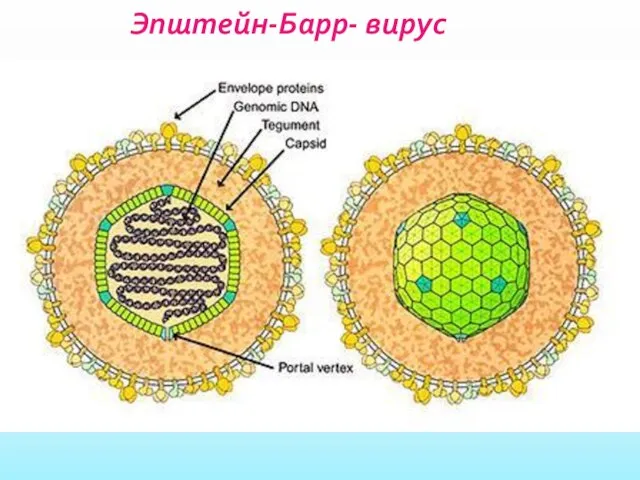 Эпштейн-Барр- вирус