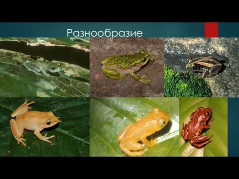 Разнообразие