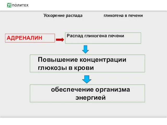 Ускорение распада гликогена в печени Распад гликогена печени Повышение концентрации глюкозы