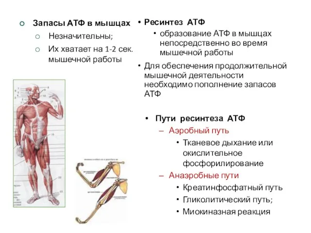 Ресинтез АТФ образование АТФ в мышцах непосредственно во время мышечной работы