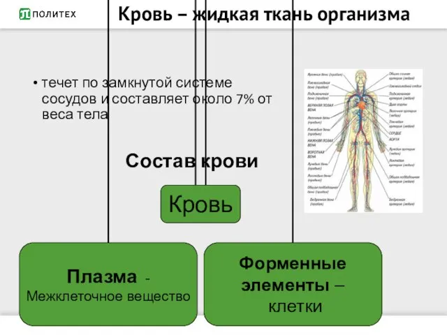 Кровь – жидкая ткань организма течет по замкнутой системе сосудов и