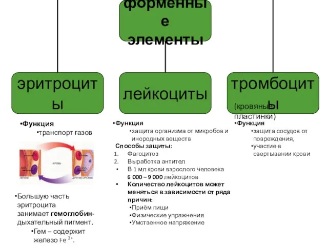 Функция защита организма от микробов и инородных веществ Способы защиты: Фагоцитоз