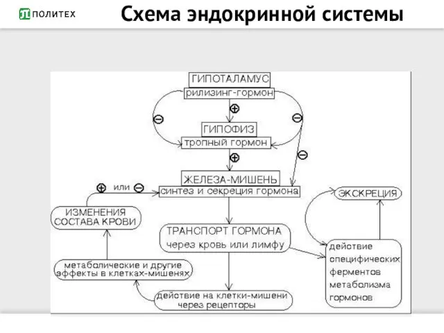 Схема эндокринной системы