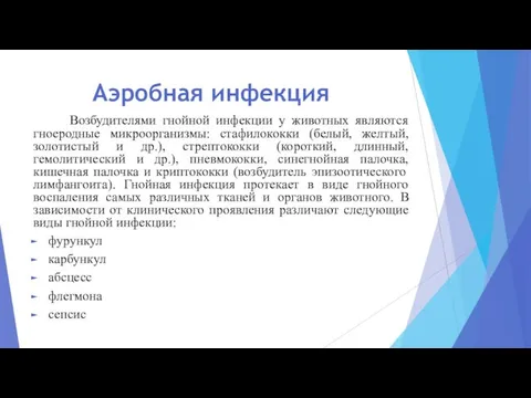 Аэробная инфекция Возбудителями гнойной инфекции у животных являются гноеродные микроорганизмы: стафилококки