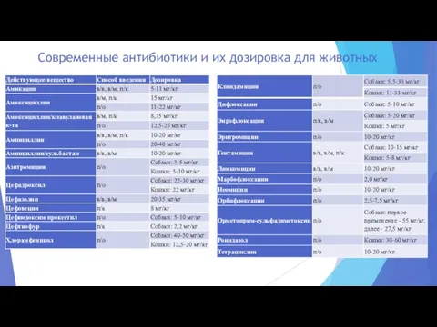 Современные антибиотики и их дозировка для животных