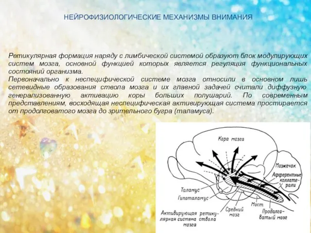 Ретикулярная формация наряду с лимбической системой образуют блок модулирующих систем мозга,