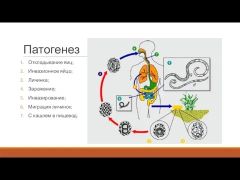 Патогенез Откладывание яиц; Инвазионное яйцо; Личинка; Заражение; Инвазирование; Миграция личинок; С кашлем в пищевод.