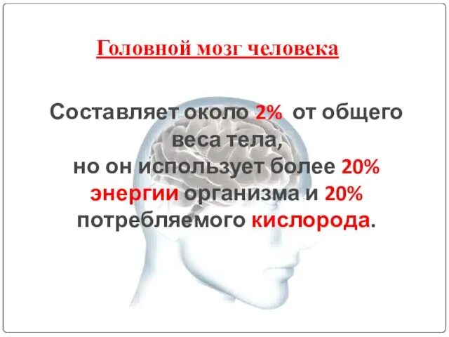 Составляет около 2% от общего веса тела, но он использует более