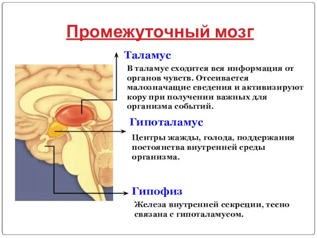 Промежуточный мозг Таламус В таламус сходится вся информация от органов чувств.