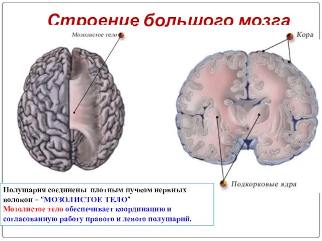 Строение большого мозга Полушария соединены плотным пучком нервных волокон – “МОЗОЛИСТОЕ