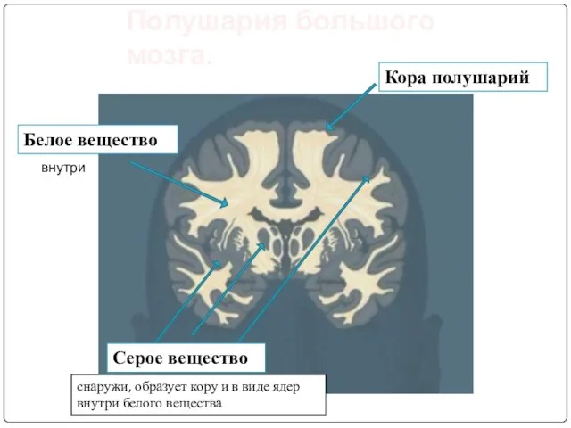 Кора полушарий Белое вещество Серое вещество Полушария большого мозга. внутри снаружи,