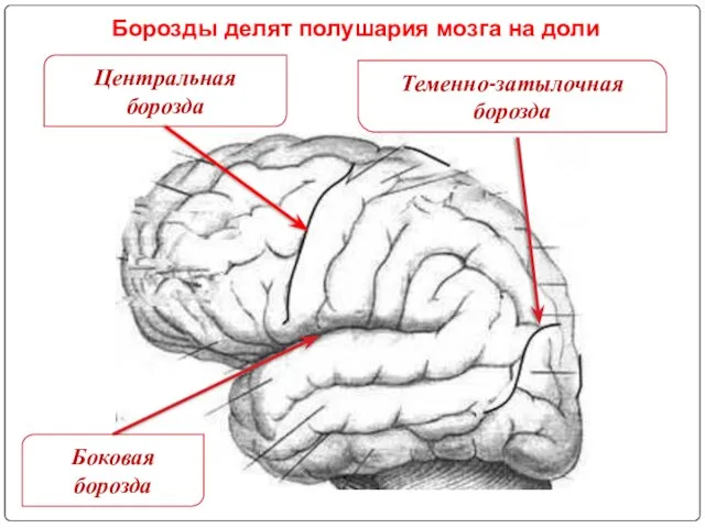 Центральная борозда Теменно-затылочная борозда Боковая борозда Борозды делят полушария мозга на доли