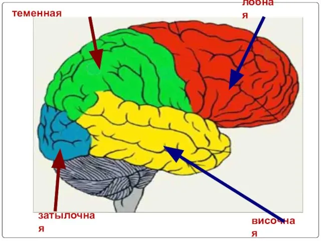 теменная лобная затылочная височная