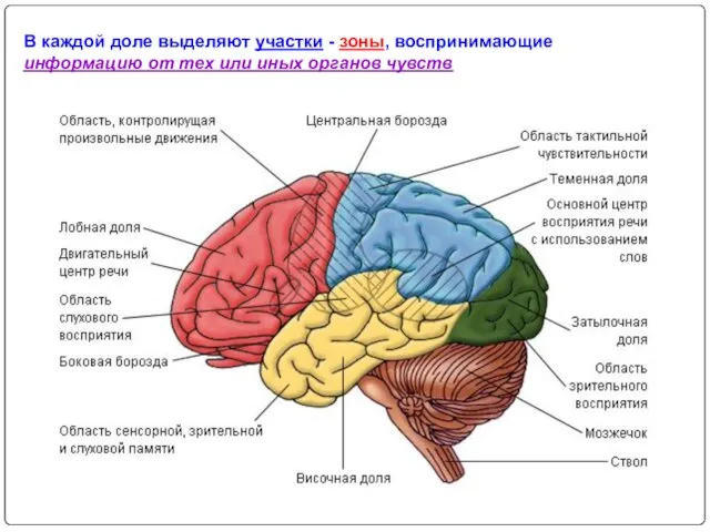 В каждой доле выделяют участки - зоны, воспринимающие информацию от тех или иных органов чувств