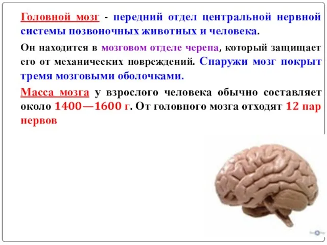 Головной мозг - передний отдел центральной нервной системы позвоночных животных и