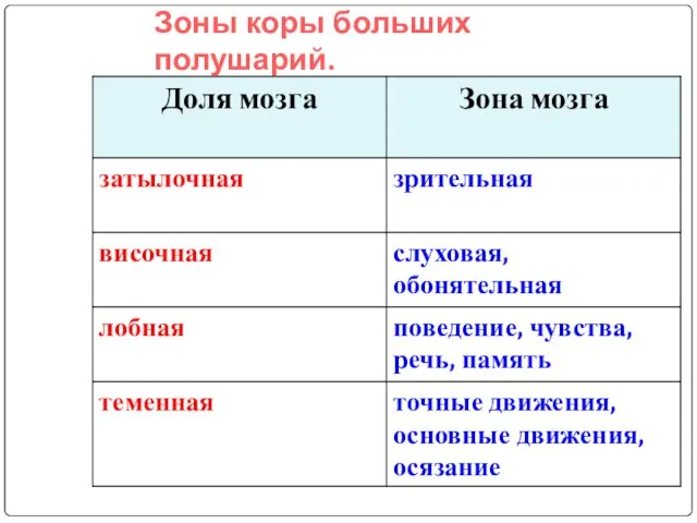 Зоны коры больших полушарий.