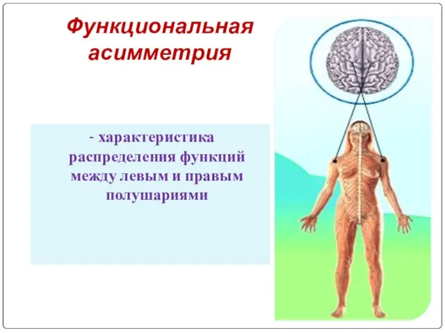 Функциональная асимметрия - характеристика распределения функций между левым и правым полушариями