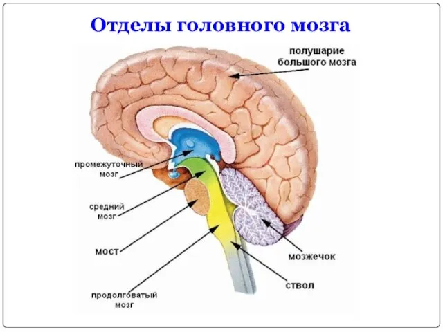 Отделы головного мозга