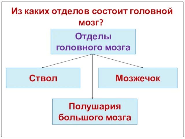 Из каких отделов состоит головной мозг? Отделы головного мозга Полушария большого мозга Мозжечок Ствол