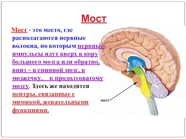 Мост Мост - это место, где располагаются нервные волокна, по которым