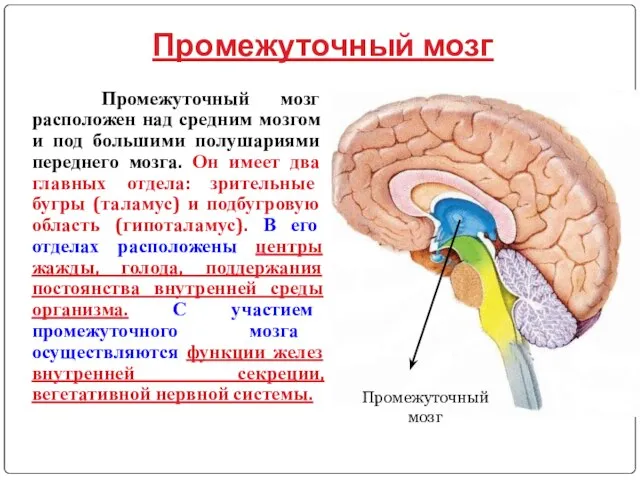 Промежуточный мозг Промежуточный мозг расположен над средним мозгом и под большими