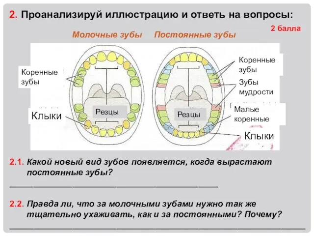 2. Проанализируй иллюстрацию и ответь на вопросы: 2 балла Молочные зубы