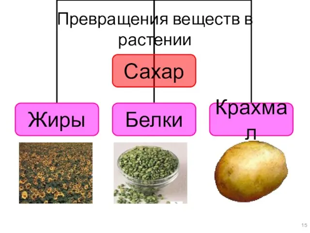 Превращения веществ в растении