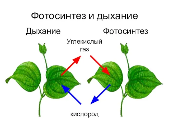 Фотосинтез и дыхание Фотосинтез Дыхание кислород Углекислый газ