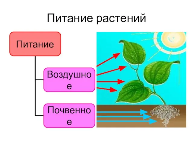 Питание растений