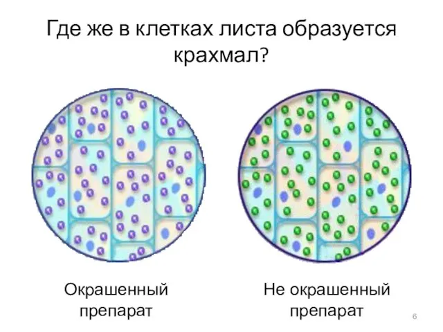 Где же в клетках листа образуется крахмал? Не окрашенный препарат Окрашенный препарат