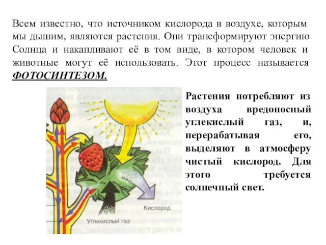 Всем известно, что источником кислорода в воздухе, которым мы дышим, являются