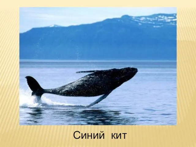 Синий кит