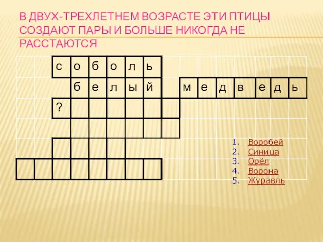 В ДВУХ-ТРЕХЛЕТНЕМ ВОЗРАСТЕ ЭТИ ПТИЦЫ СОЗДАЮТ ПАРЫ И БОЛЬШЕ НИКОГДА НЕ