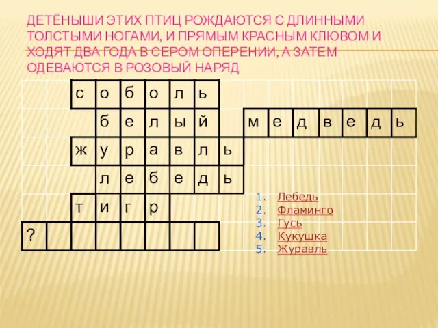 ДЕТЁНЫШИ ЭТИХ ПТИЦ РОЖДАЮТСЯ С ДЛИННЫМИ ТОЛСТЫМИ НОГАМИ, И ПРЯМЫМ КРАСНЫМ