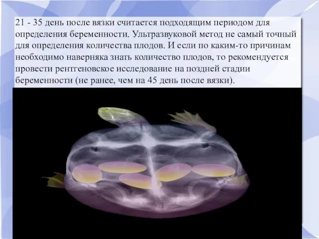 21 - 35 день после вязки считается подходящим периодом для определения