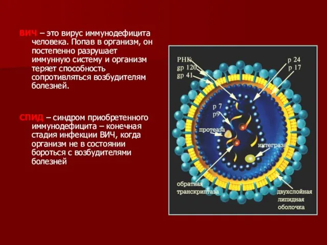 ВИЧ – это вирус иммунодефицита человека. Попав в организм, он постепенно