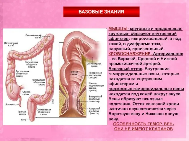 МЫШЦЫ- круговые и продольные: круговые- образуют внутренний сфинктер: непроизвольный, а под