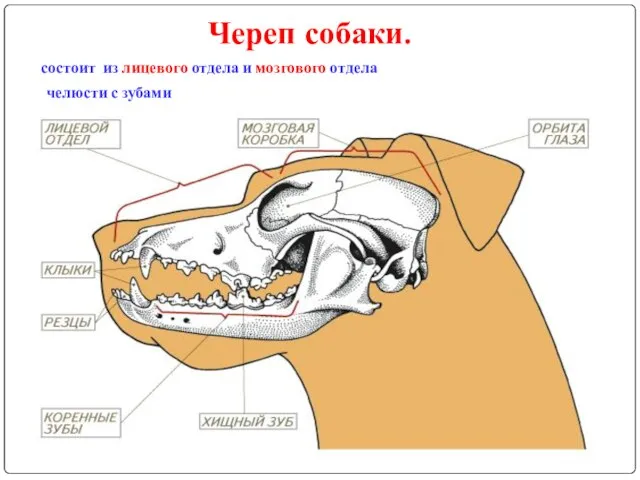 Череп собаки. состоит из лицевого отдела и мозгового отдела челюсти с зубами