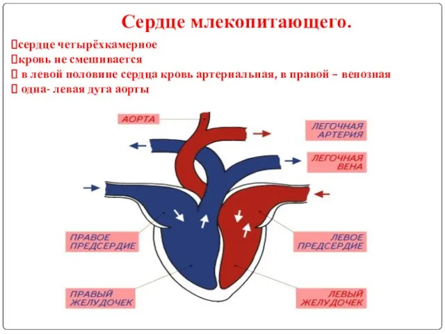 Сердце млекопитающего. сердце четырёхкамерное кровь не смешивается в левой половине сердца