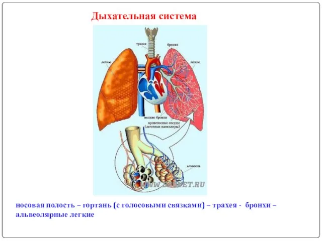 Дыхательная система носовая полость – гортань (с голосовыми связками) – трахея - бронхи – альвеолярные легкие