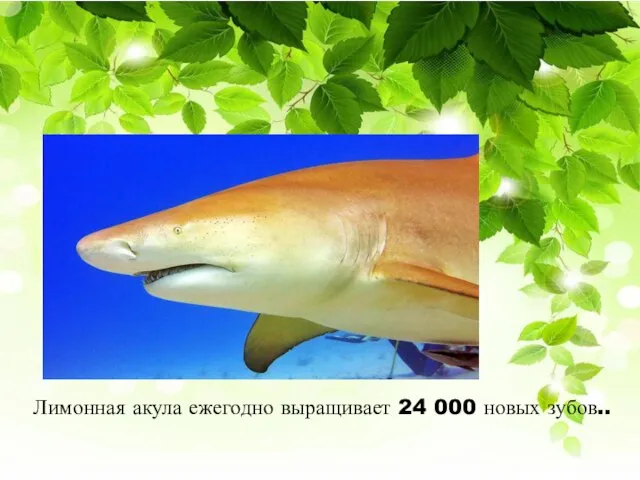 Лимонная акула ежегодно выращивает 24 000 новых зубов..